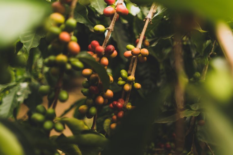 Beginner’s Guide To Coffee Regions: Central America
