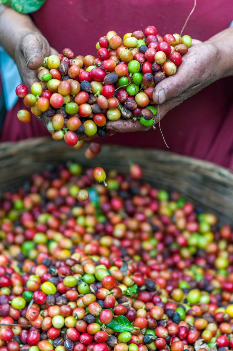 Coffee Processing: Washed, Natural and Honey