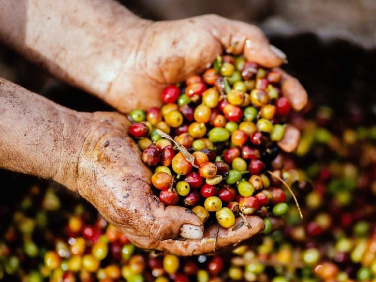 Liquor-Inspired Innovations in Coffee Processing