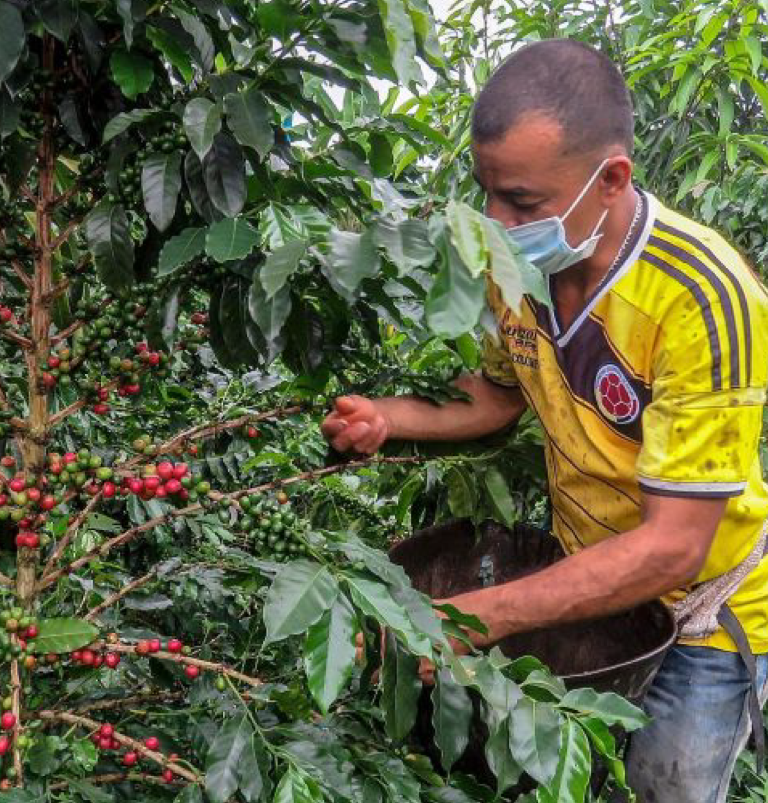 COVID-19: Impacts on the Coffee Supply Chain